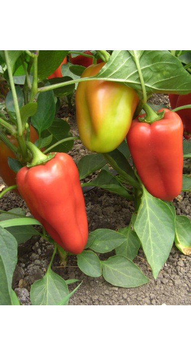 Перець Політ