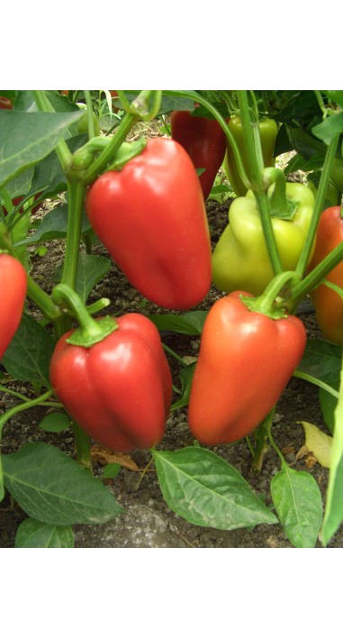 Перець Політ