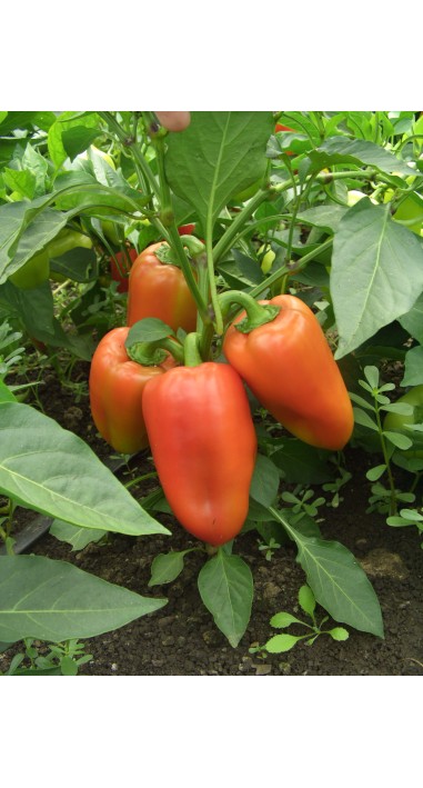 Перець Політ