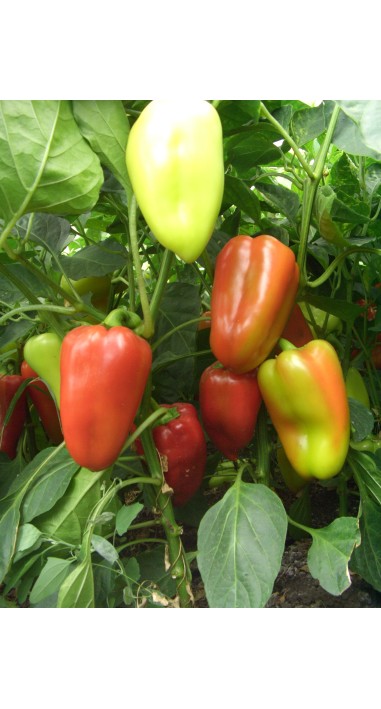 Перець Політ