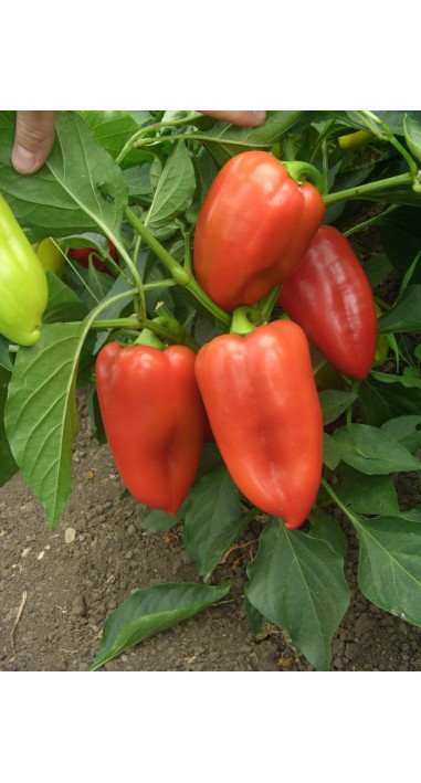 Перець Політ