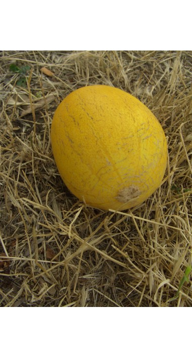 Диня Придністровська