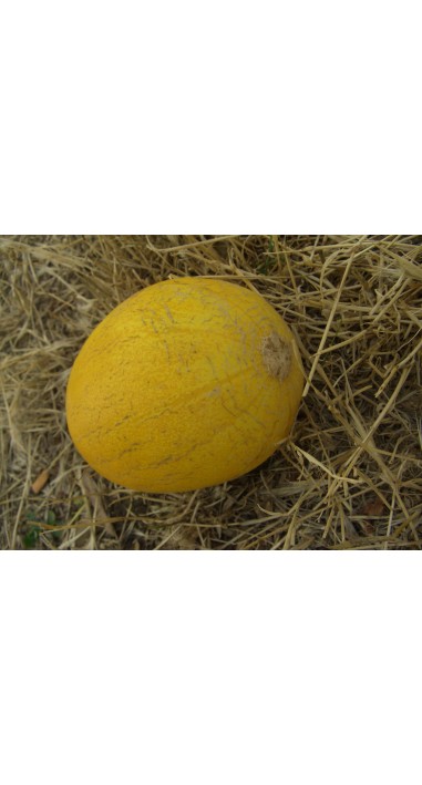 Диня Придністровська