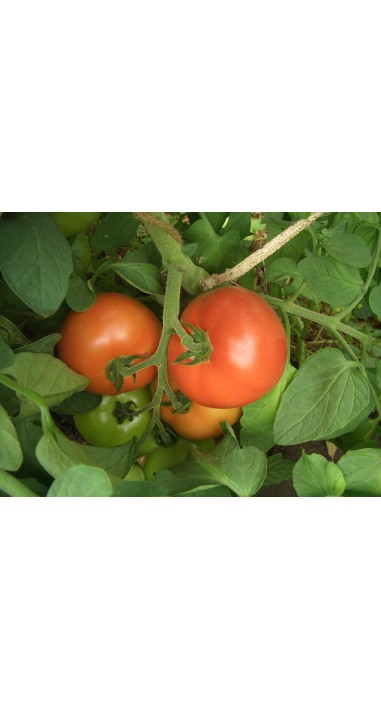 Томат Примадона F1
