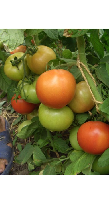 Томат Примадона F1