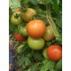 Томат Примадона F1