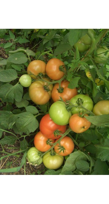 Томат Примадона F1