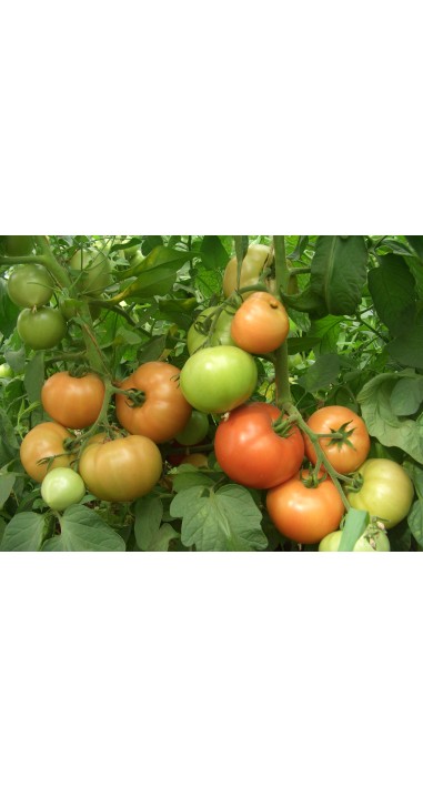 Томат Примадона F1