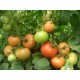 Томат Примадона F1