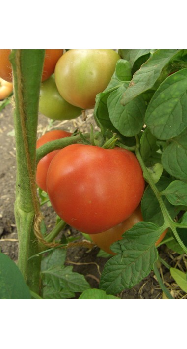 Томат Примадона F1