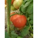 Томат Примадона F1
