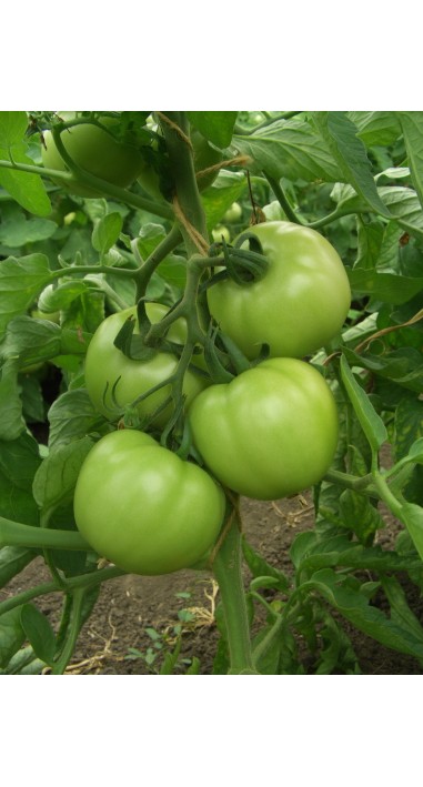 Томат Примадона F1