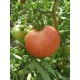Томат Пуркарський рожевий F1