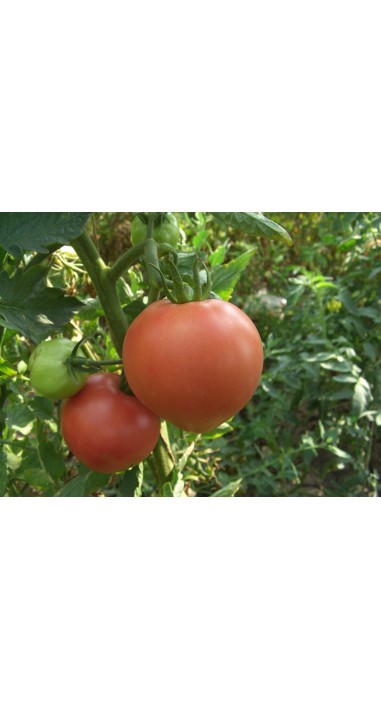 Томат Пуркарський рожевий F1