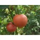 Томат Пуркарський рожевий F1