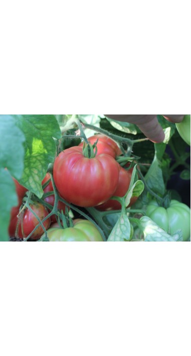 Томат Пуркарський рожевий F1