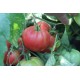 Томат Пуркарський рожевий F1