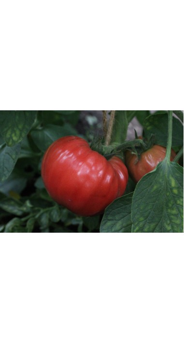 Томат Пуркарський рожевий F1