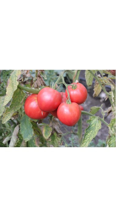 Томат Пуркарський рожевий F1