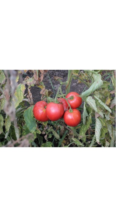 Томат Пуркарський рожевий F1