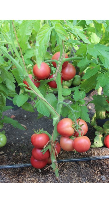 Томат Пінк Джойс F1