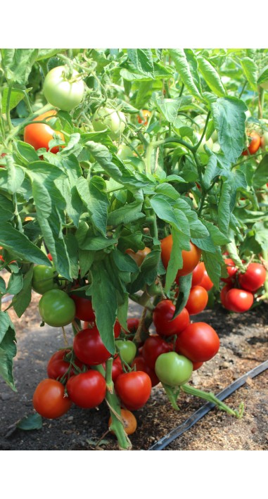 Томат Редора F1