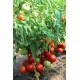 Томат Редора F1