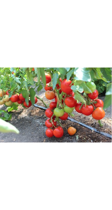 Томат Редора F1