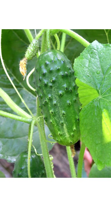 Огірок Роднічок F1