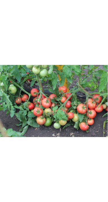 Томат Роза - вітрів F1