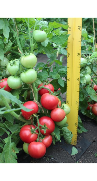 Томат Роза - вітрів F1