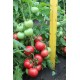 Томат Роза - вітрів F1