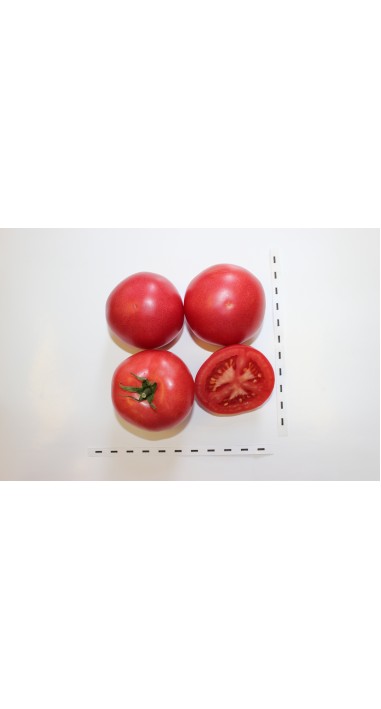 Томат Роза - вітрів F1