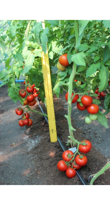 Томат Росато F1