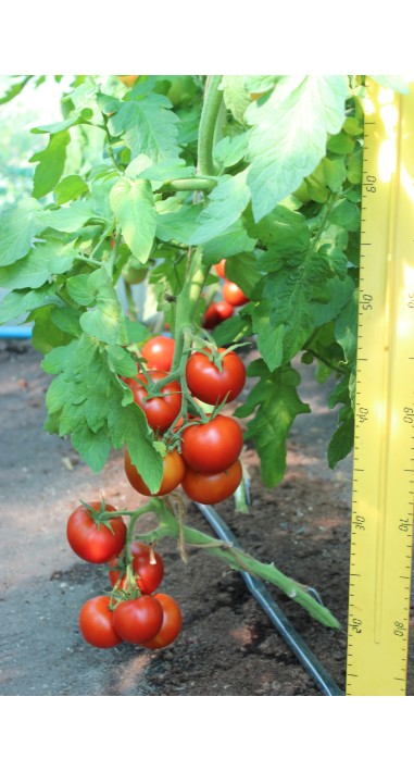 Томат Росато F1