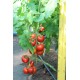 Томат Росато F1