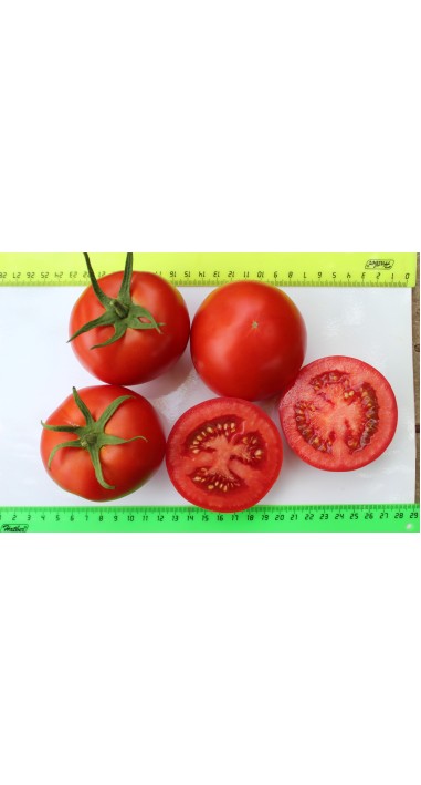 Томат Росато F1