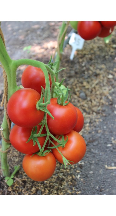 Томат Росато F1