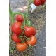 Томат Росато F1