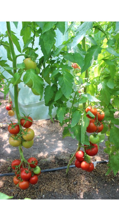 Томат Росато F1