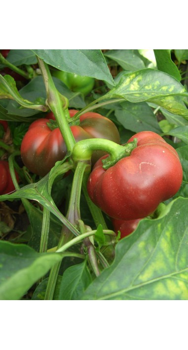 Перець Рубіновий