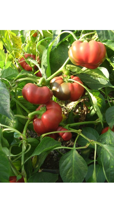 Перець Рубіновий