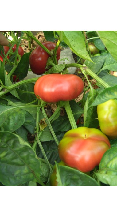 Перець Рубіновий