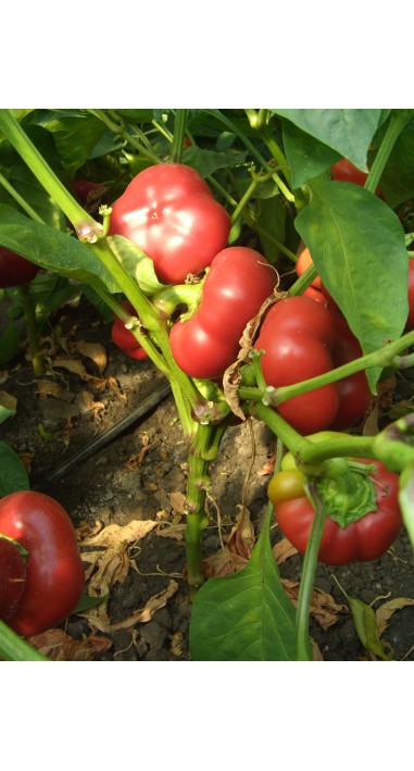 Перець Рубіновий