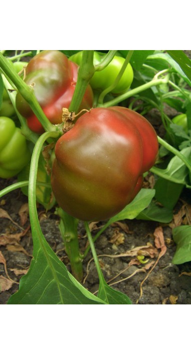 Перець Рубіновий