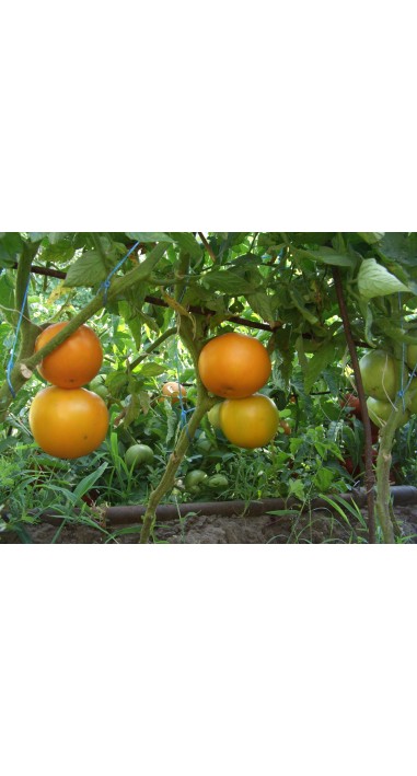 Томат Руслан