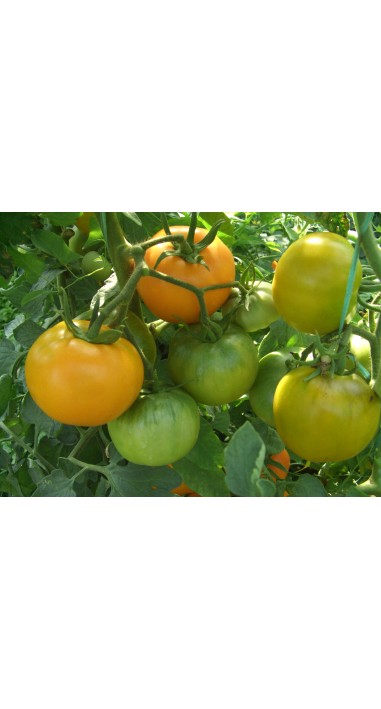 Томат Руслан