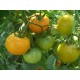 Томат Руслан
