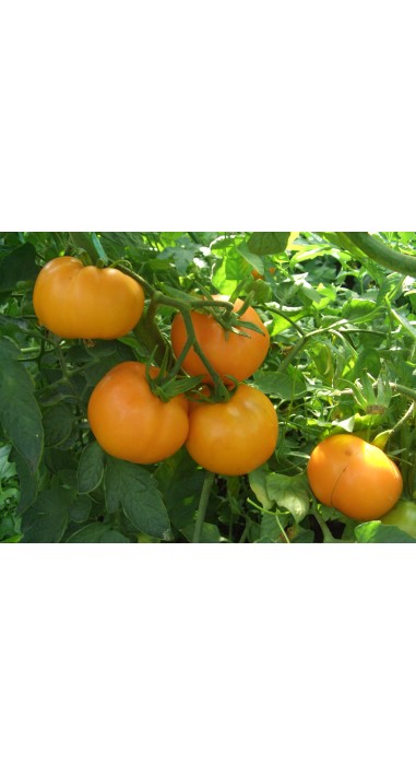 Томат Руслан