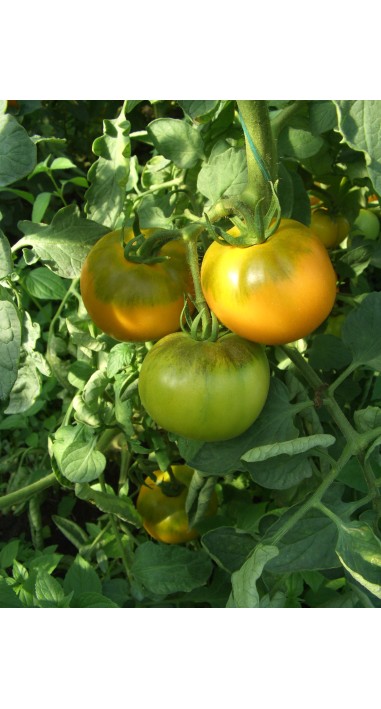 Томат Руслан